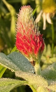 IMG_4344.jpg