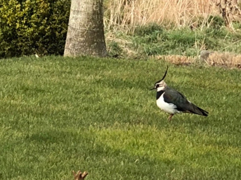 Rettung für den Kiebitz