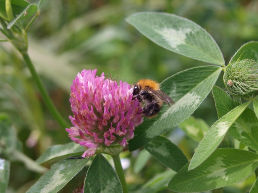 Saatgutaktion der Kreisjägerschaft Warendorf 2024