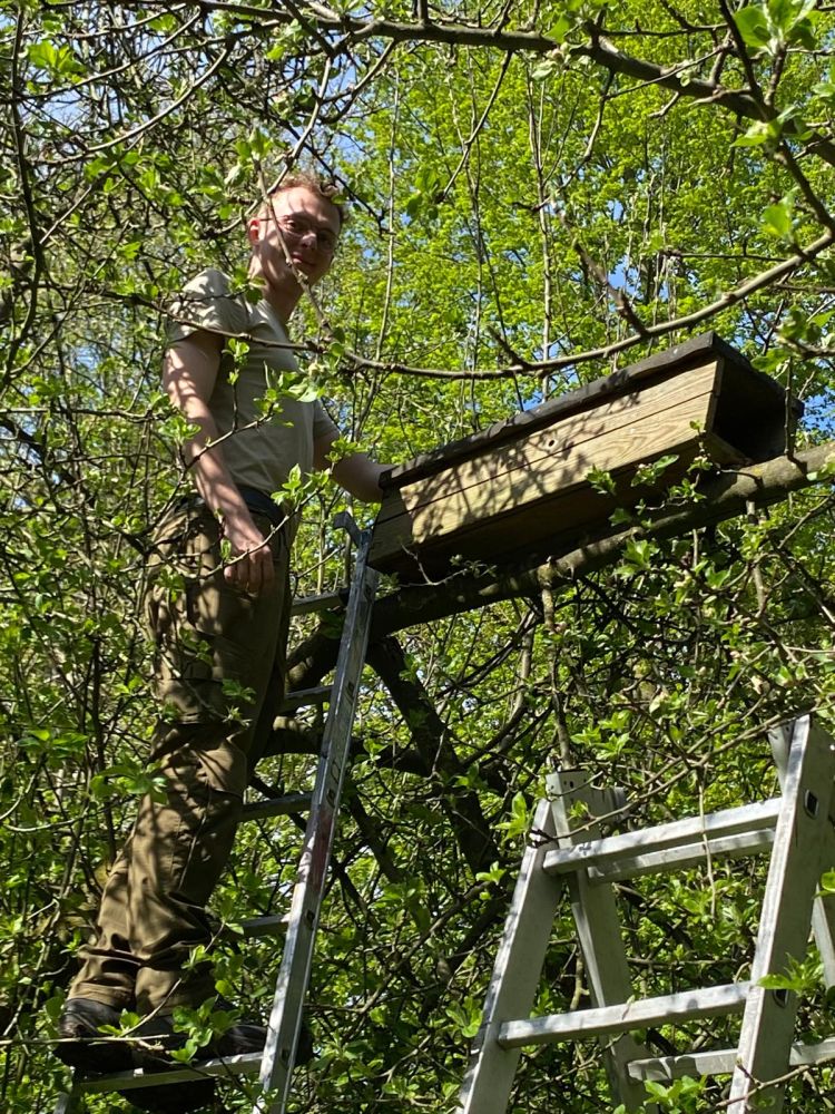 Steinkauzröhre in Steuobstwiese gesetzt