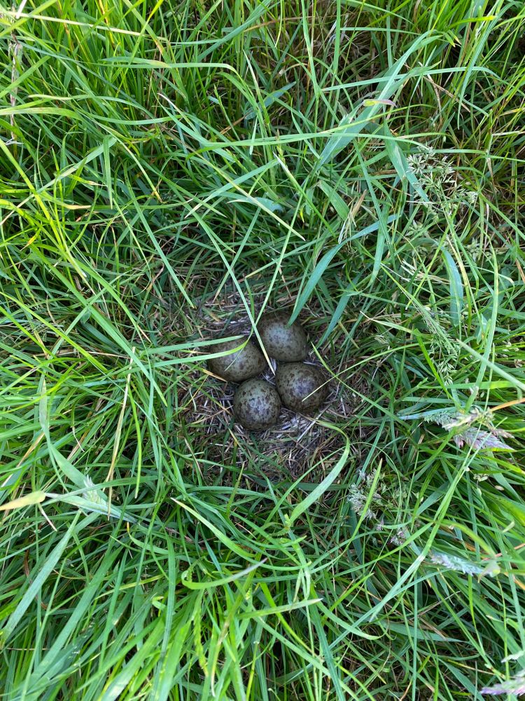Wildtierrettung mit moderner Technik