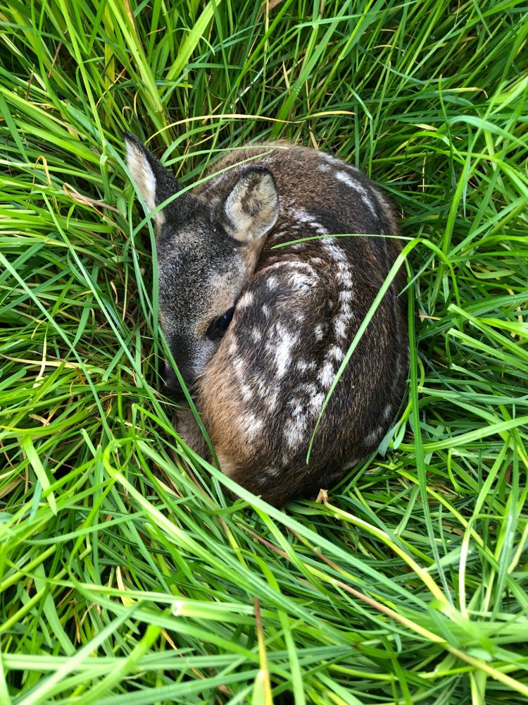 einzelnes-kitz-im-grass.jpeg